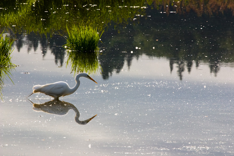 Great Egret